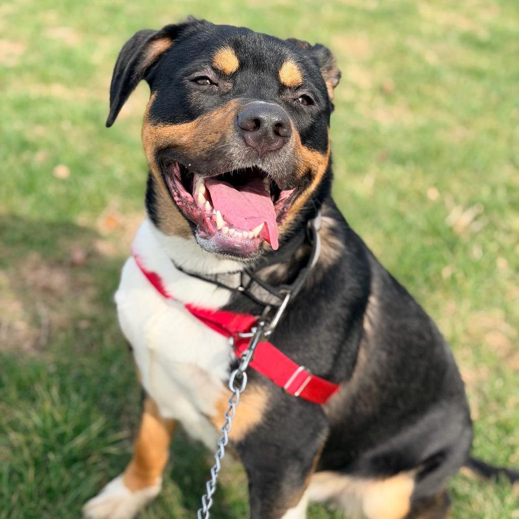 Enlarge Loki, a Adoptable mixed breed in Champaign, IL image 4/4