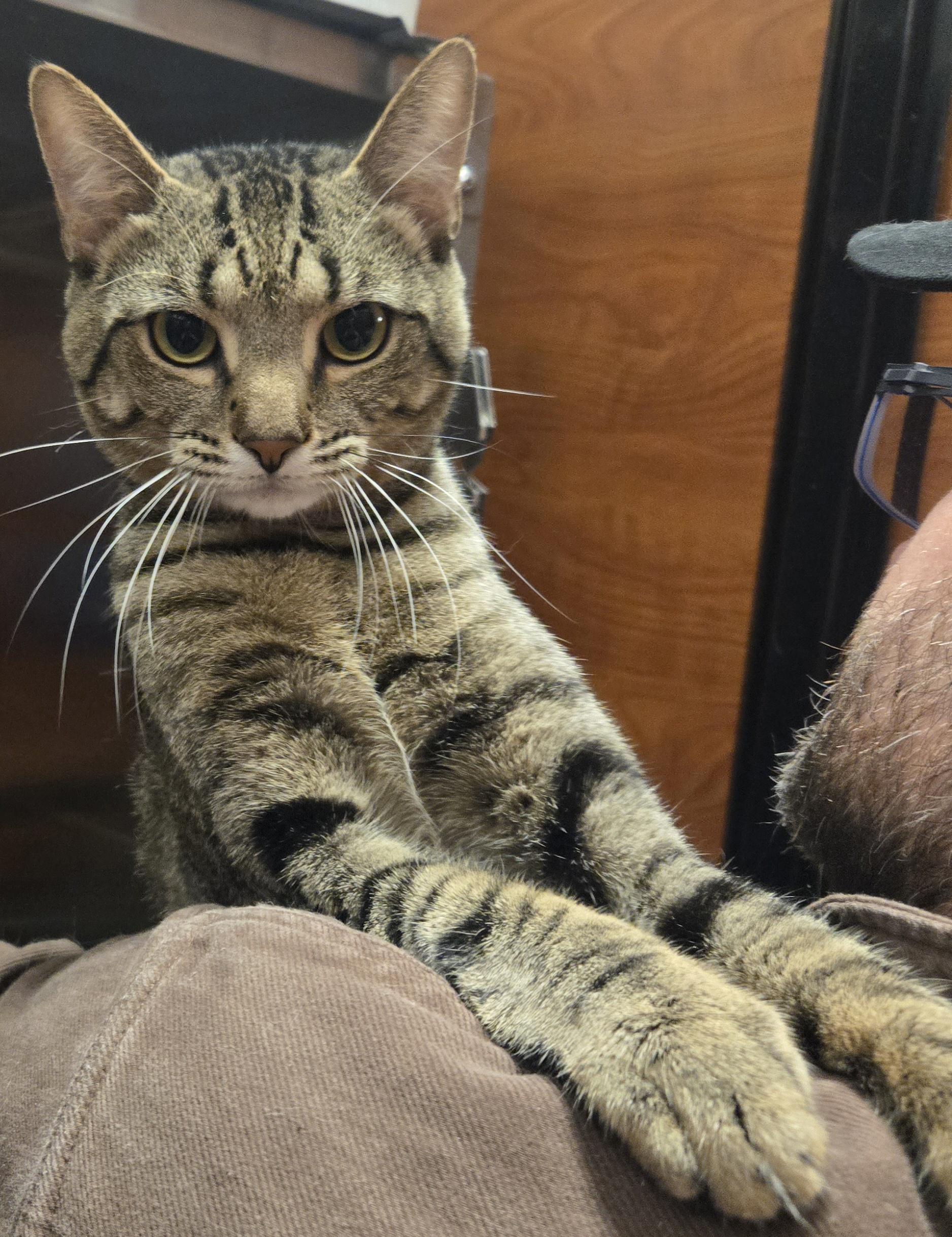 Tate, Adoptable, Adult Male Domestic Short Hair.