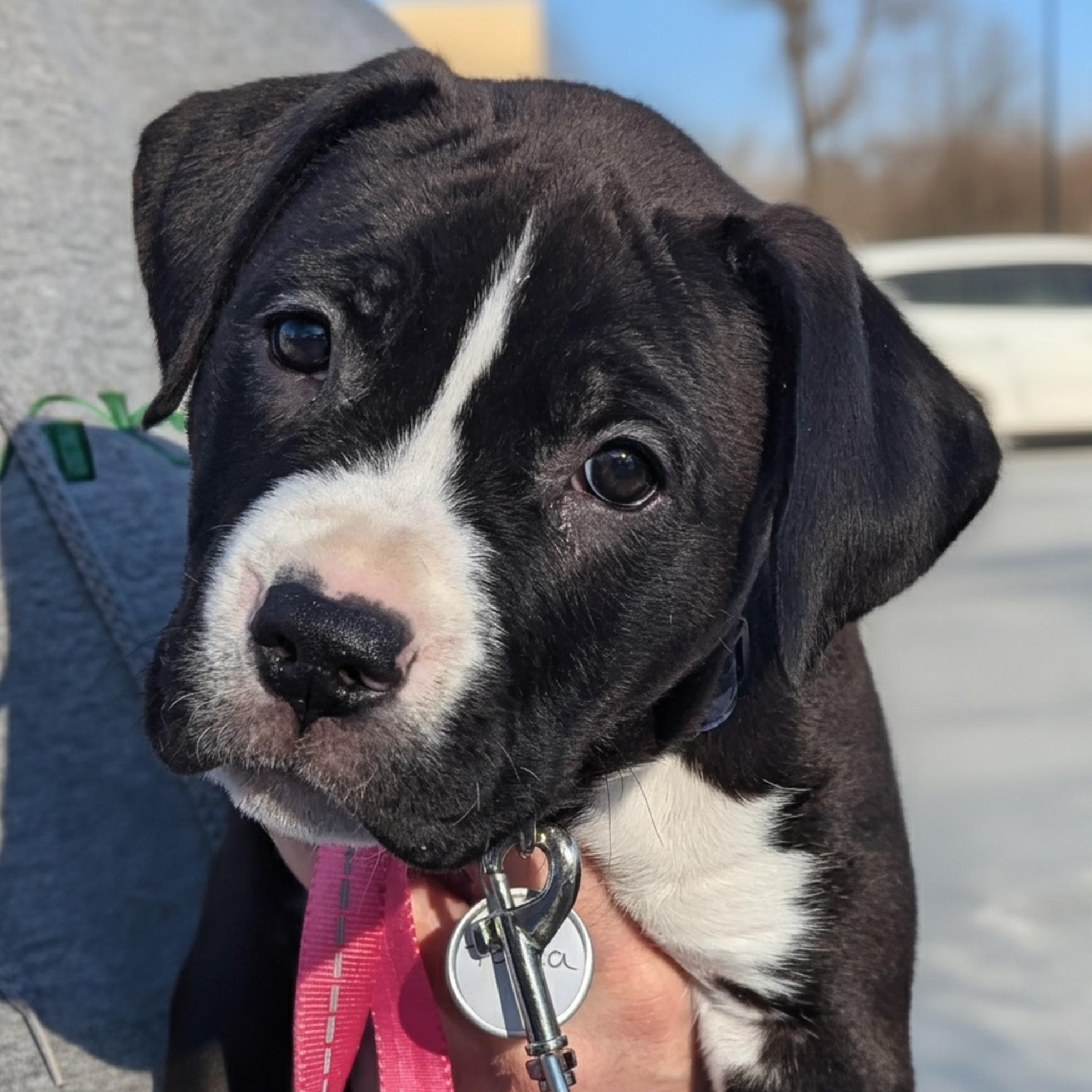 Enlarge Pochacco, a ADOPTABLE mixed breed in Potomac, MD image 2/4