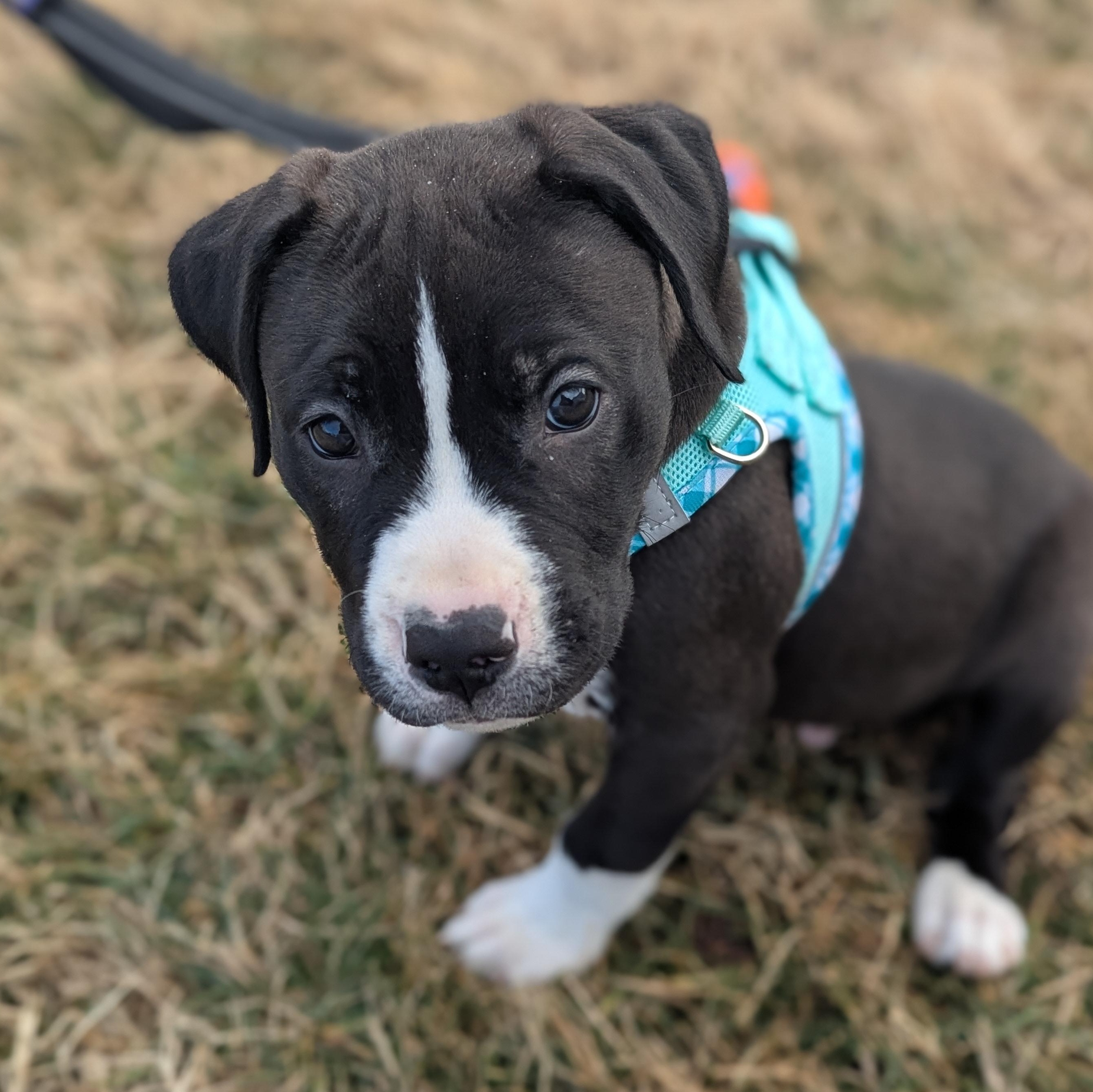 Enlarge Pochacco, a ADOPTABLE mixed breed in Potomac, MD image 3/4