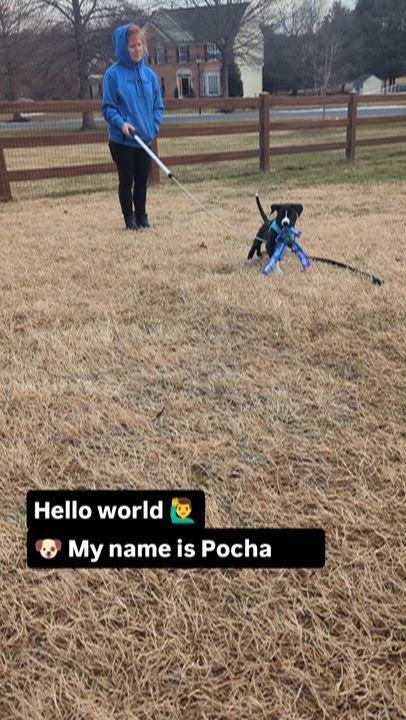 Enlarge Pochacco, a ADOPTABLE mixed breed in Potomac, MD video 4/4