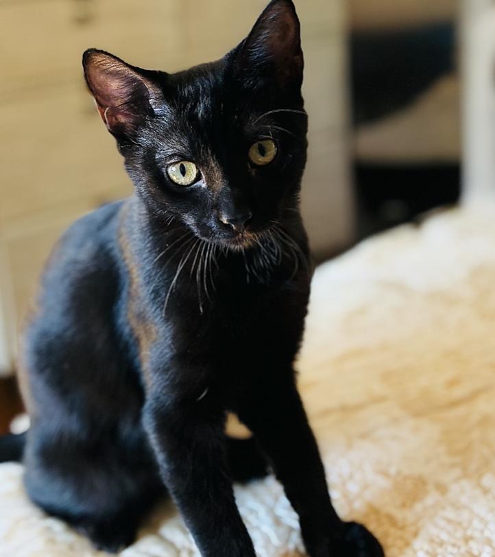 Enlarge Dottie, a Adoptable Domestic Short Hair in Emeryville, CA image 4/4