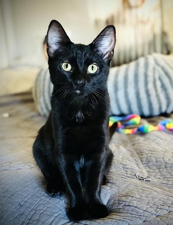 Enlarge Dottie, a Adoptable Domestic Short Hair in Emeryville, CA image 1/4