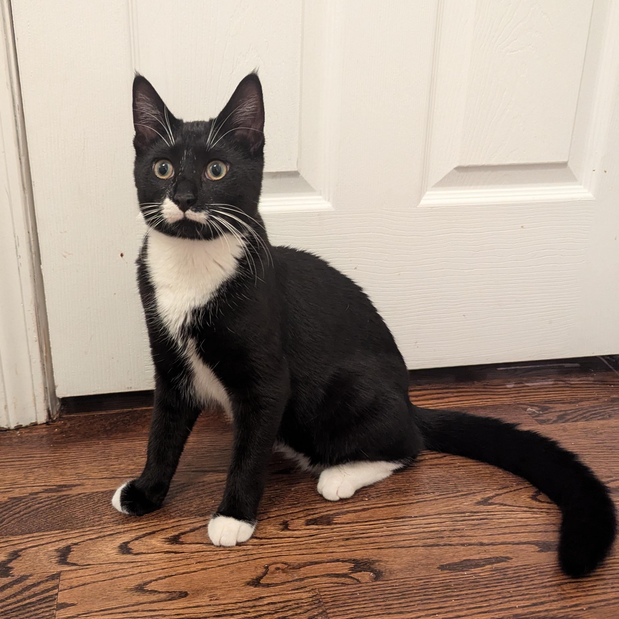 Sirius & Bellatrix (Bonded Pair) 3