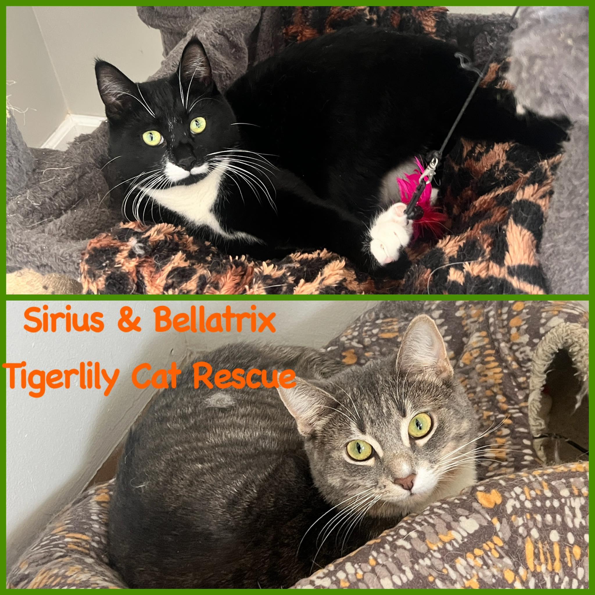 Sirius & Bellatrix (Bonded Pair)