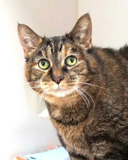 Enlarge Gambit (in foster), a Adoptable Domestic Short Hair in Fishers, IN image 1/3