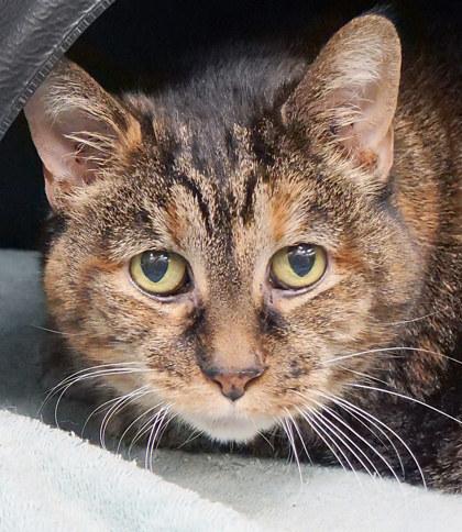 Enlarge Gambit (in foster), a Adoptable Domestic Short Hair in Fishers, IN image 2/3