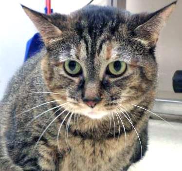 Gambit (in foster), a Adoptable Domestic Short Hair in Fishers, IN image 3/3