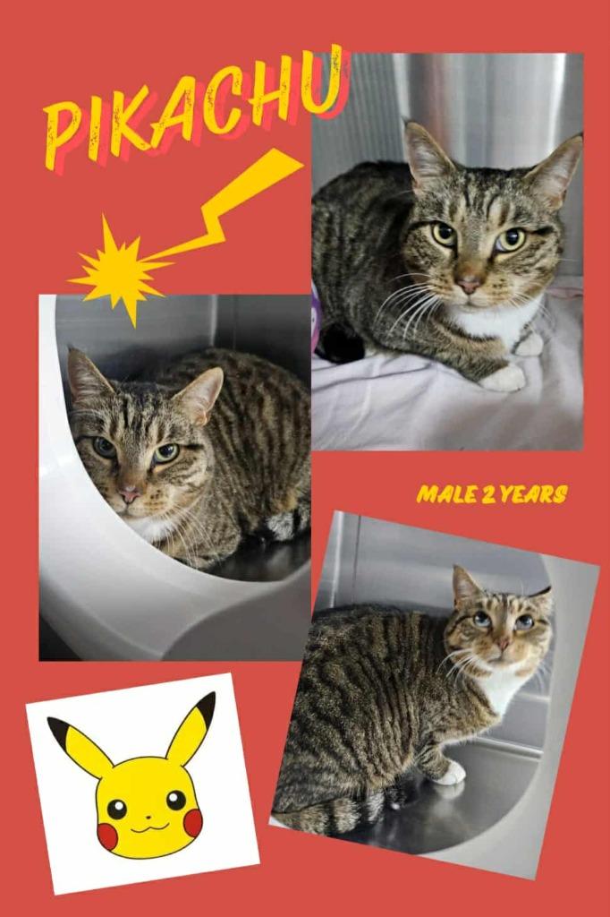 Pikachu, Adoptable, Adult Male Domestic Short Hair.