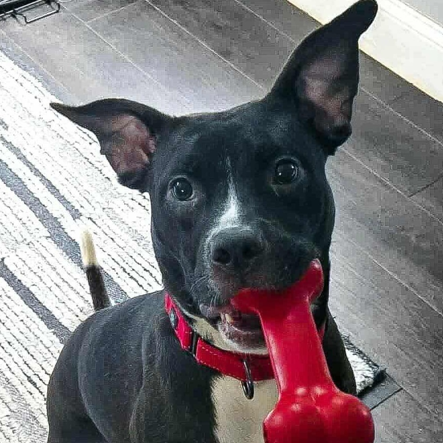 Enlarge Bodhi, a Adoptable mixed breed in Charlotte, NC image 5/6