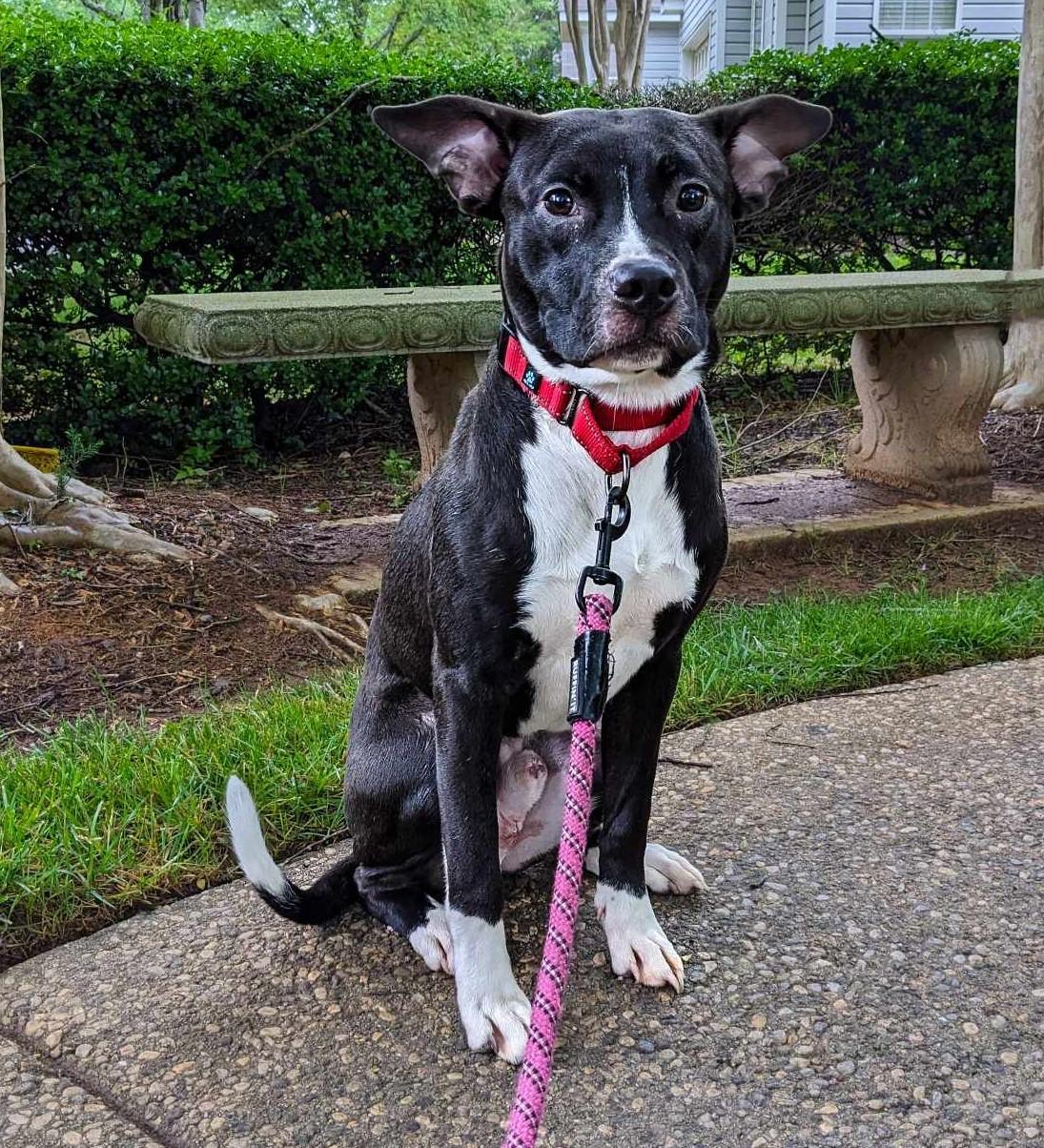 Enlarge Bodhi, a Adoptable mixed breed in Charlotte, NC image 3/6