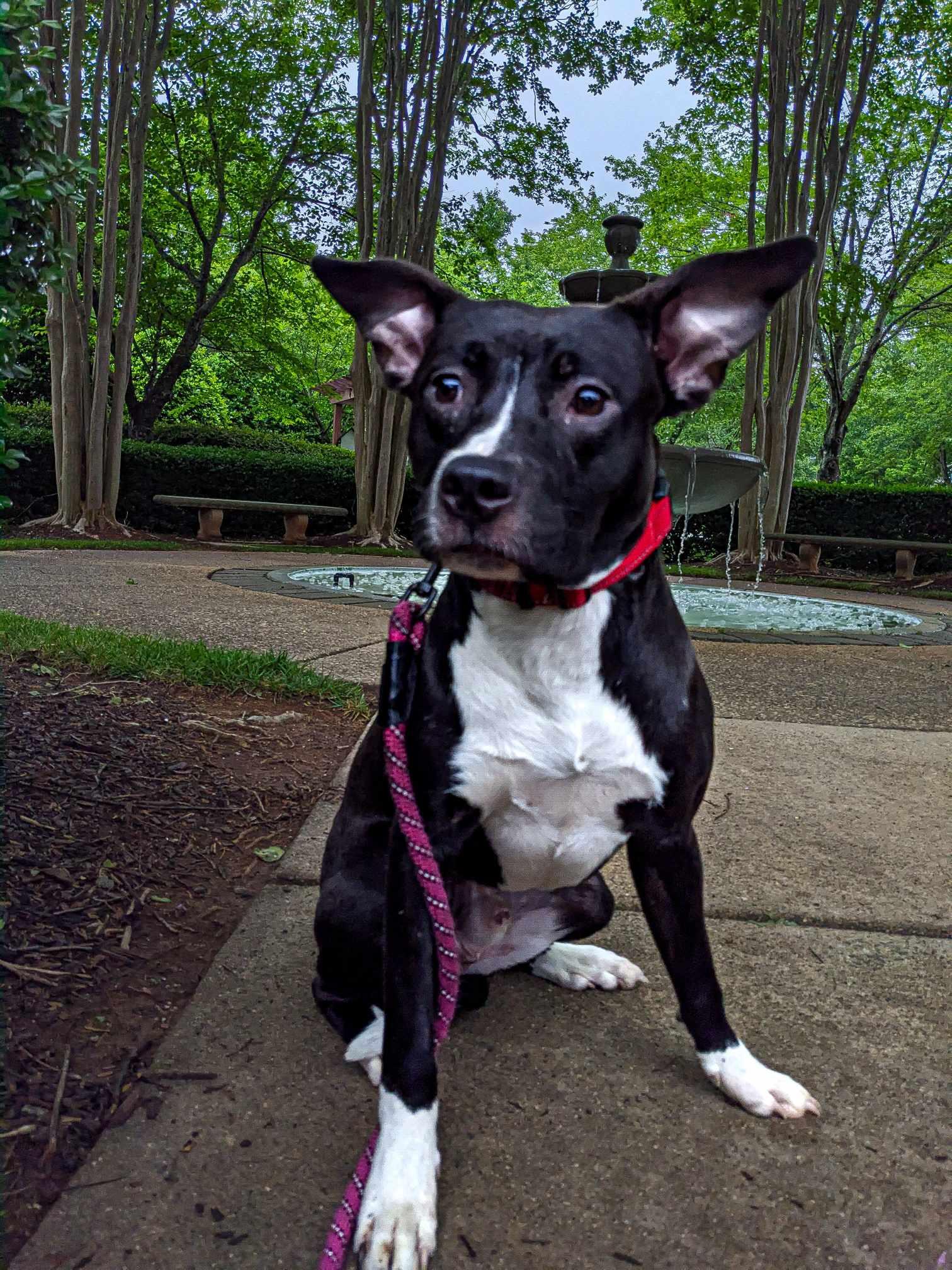 Enlarge Bodhi, a Adoptable mixed breed in Charlotte, NC image 4/6