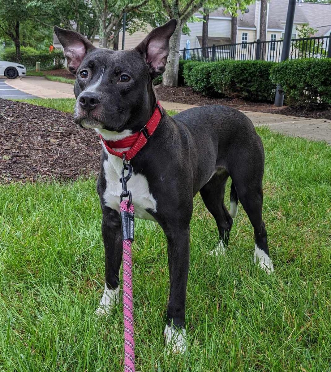 Enlarge Bodhi, a Adoptable mixed breed in Charlotte, NC image 2/6