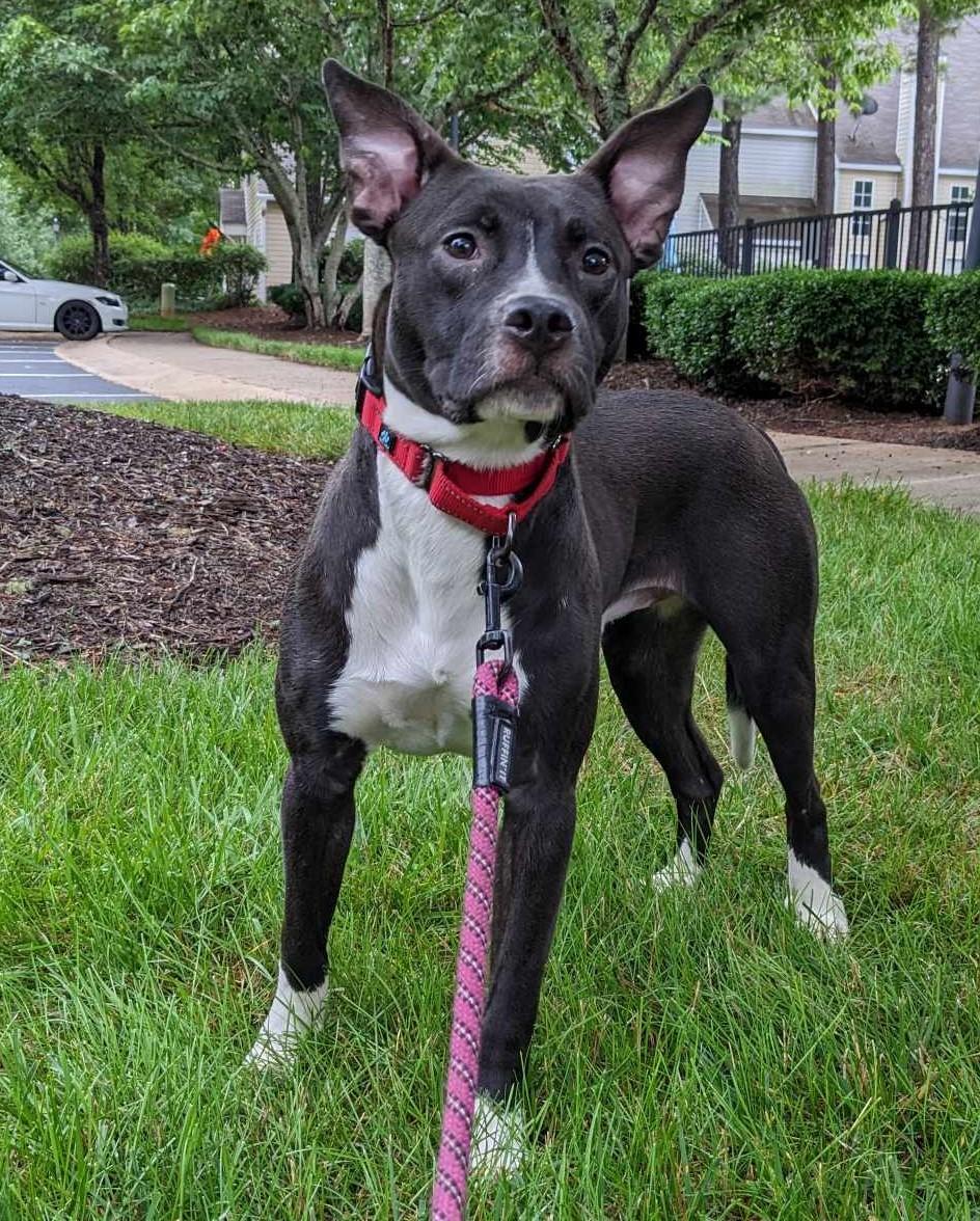 Enlarge Bodhi, a Adoptable mixed breed in Charlotte, NC image 6/6