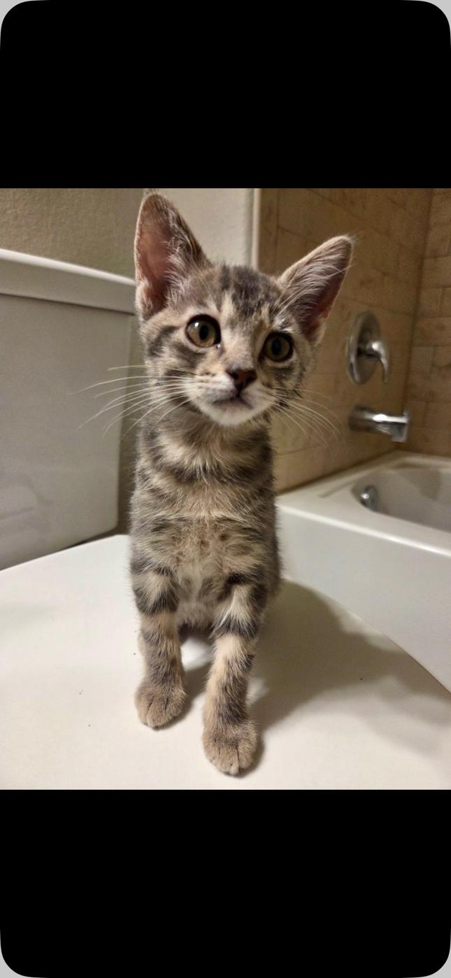 Asiago, a Adopted Tabby in Frisco, TX image 1/3