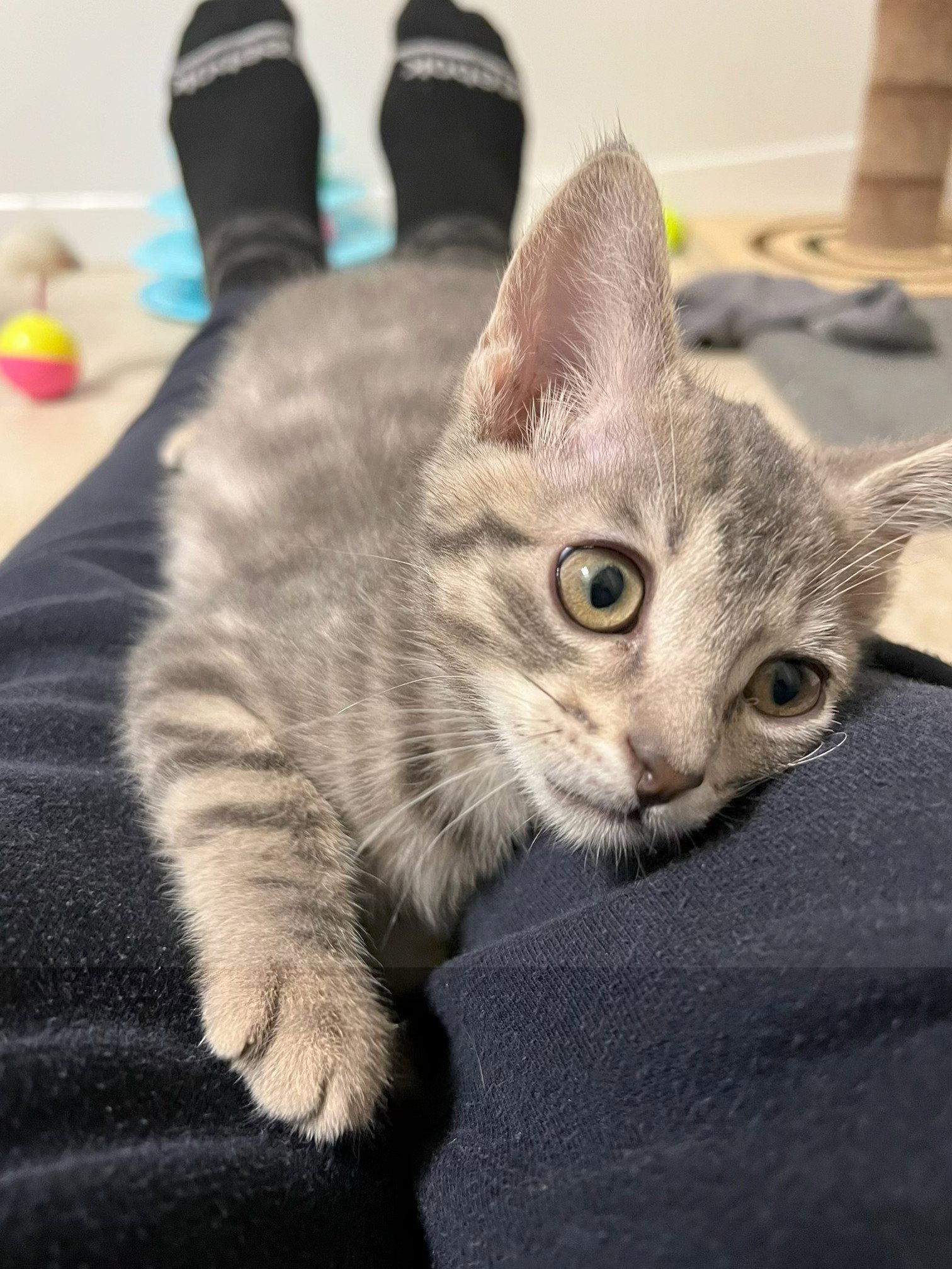 Asiago, a Adopted Tabby in Frisco, TX image 2/3
