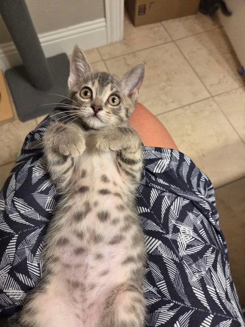 Asiago, a Adopted Tabby in Frisco, TX image 3/3