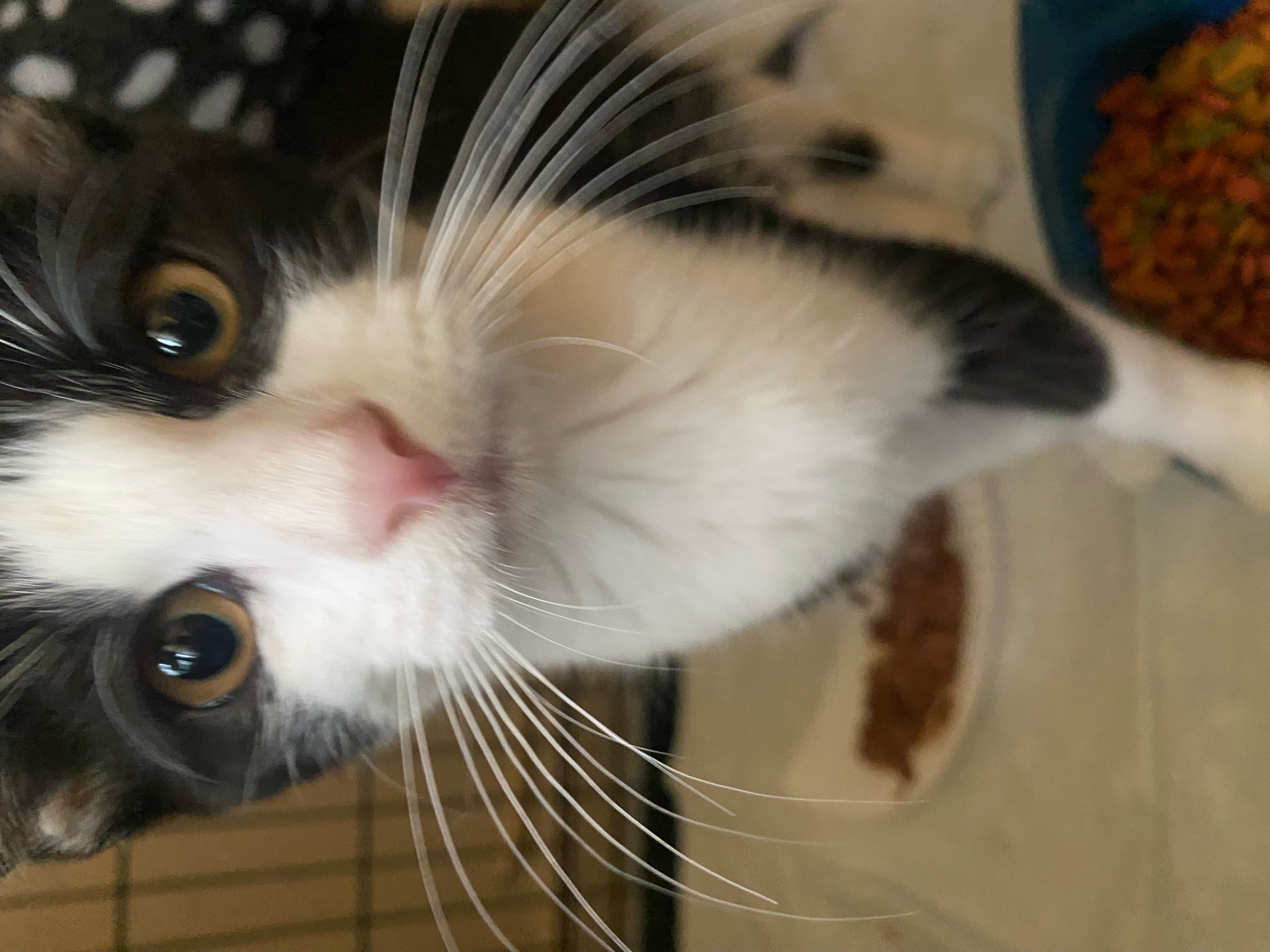 Jules, a Adoptable Domestic Short Hair image 2/3