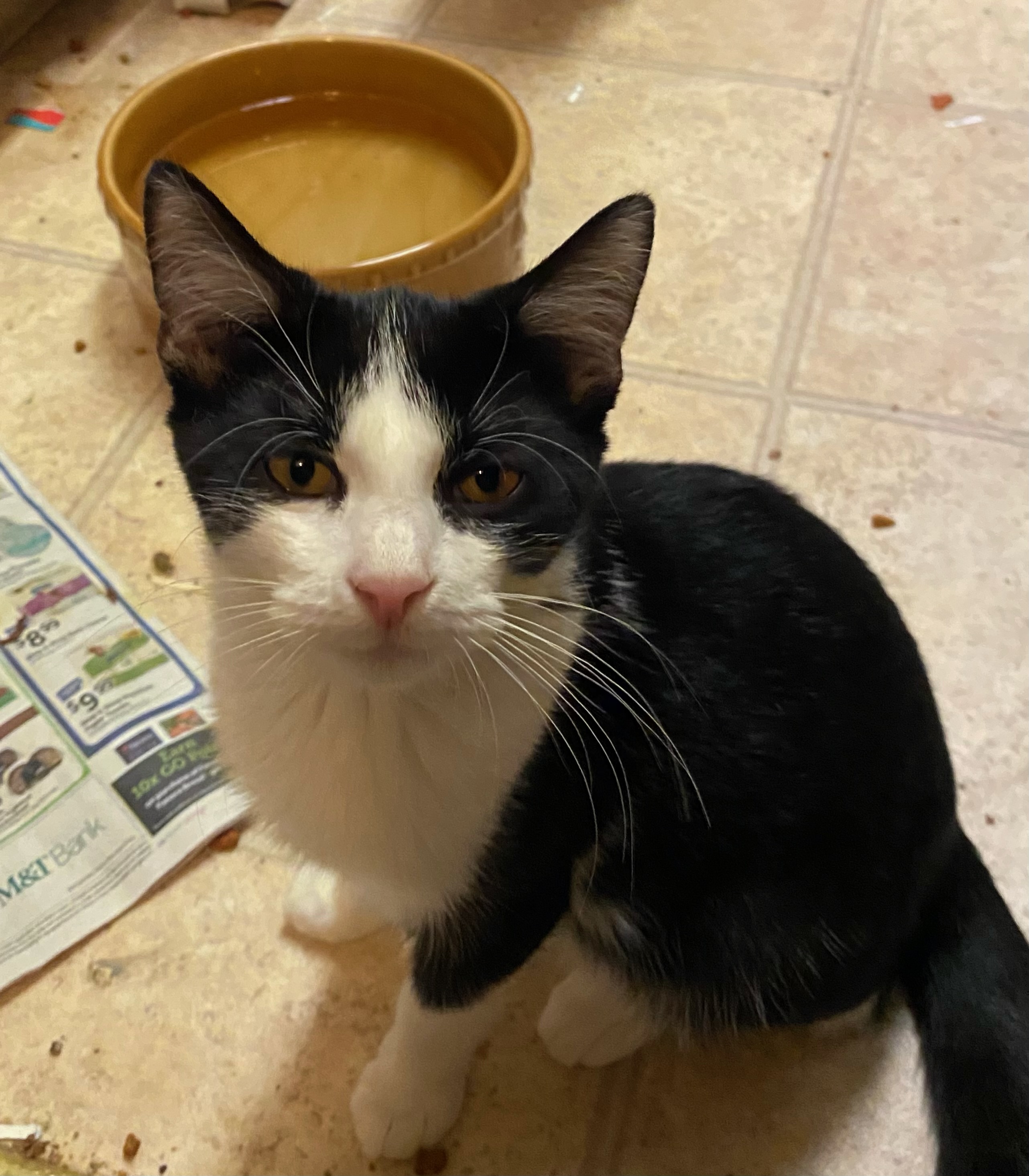 Jules, a Adoptable Domestic Short Hair image 3/3