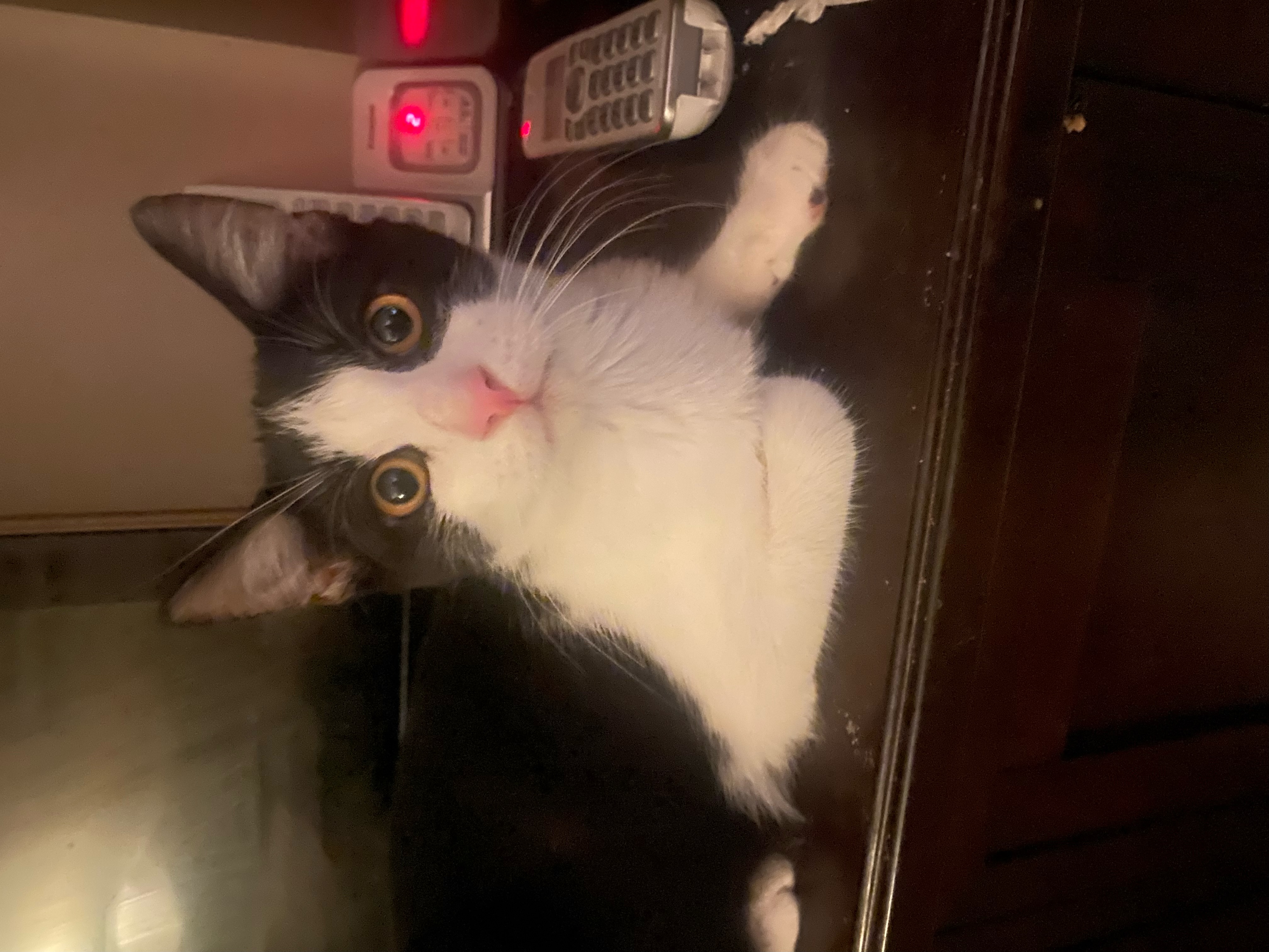 Jules, Adoptable, Kitten Male Domestic Short Hair.