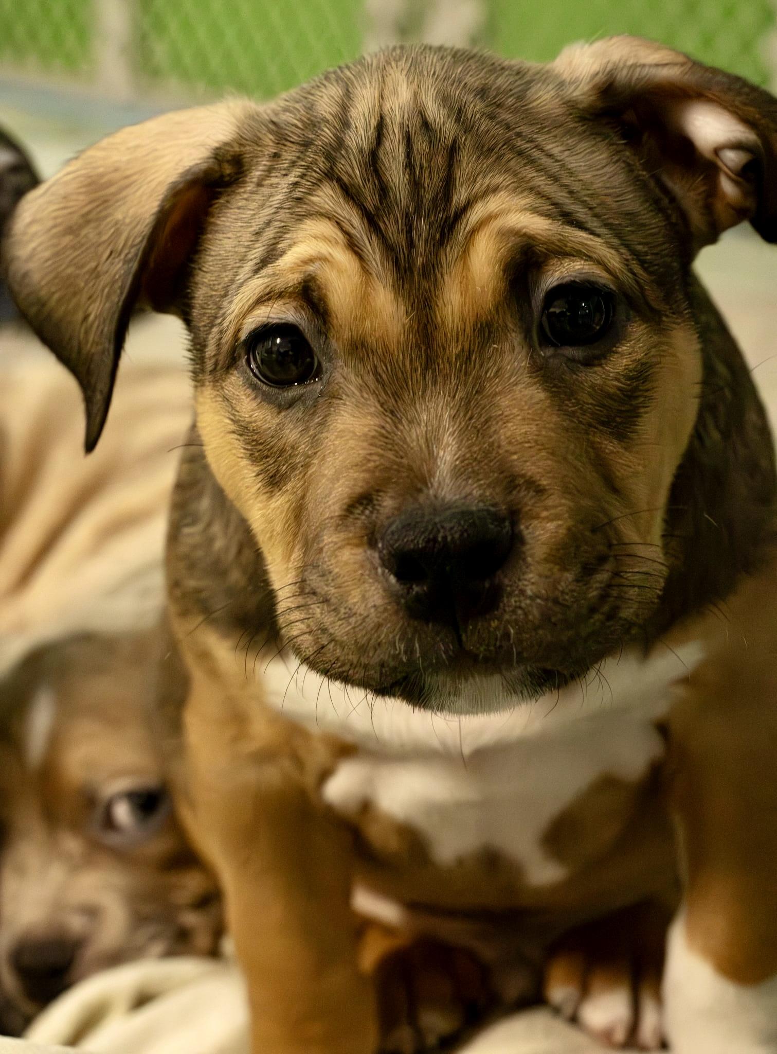 Max, Adoptable, Puppy Male American Bully.