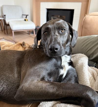 Bizou, an adopted Black Labrador Retriever in Palmyra, VA image 2/4