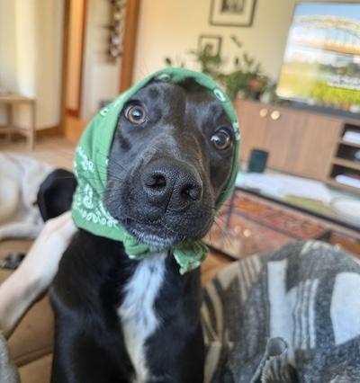 Bizou, adopted, Adult Female Black Labrador Retriever.