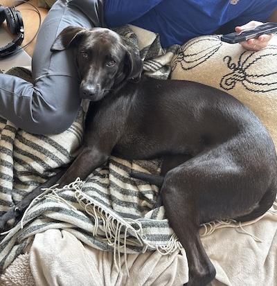 Bizou, an adopted Black Labrador Retriever in Palmyra, VA image 3/4