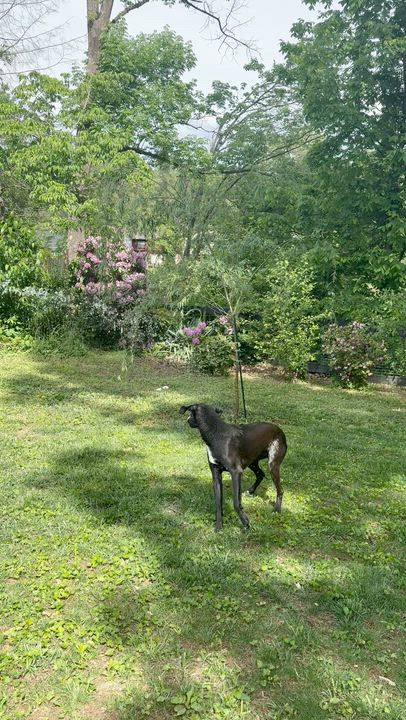 Enlarge Bizou, an adopted Black Labrador Retriever in Palmyra, VA video 4/4