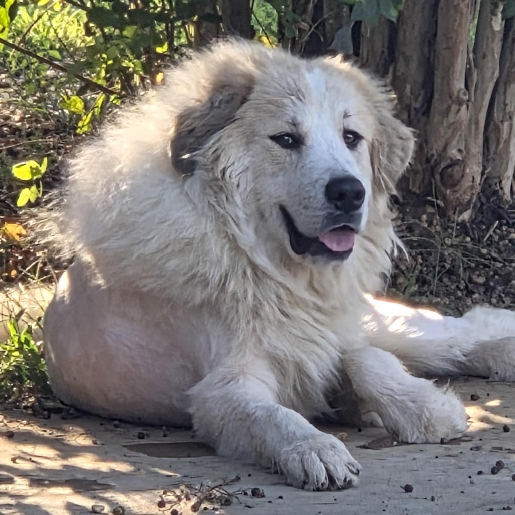Mufasa, Adoptable, Adult Male Great Pyrenees.