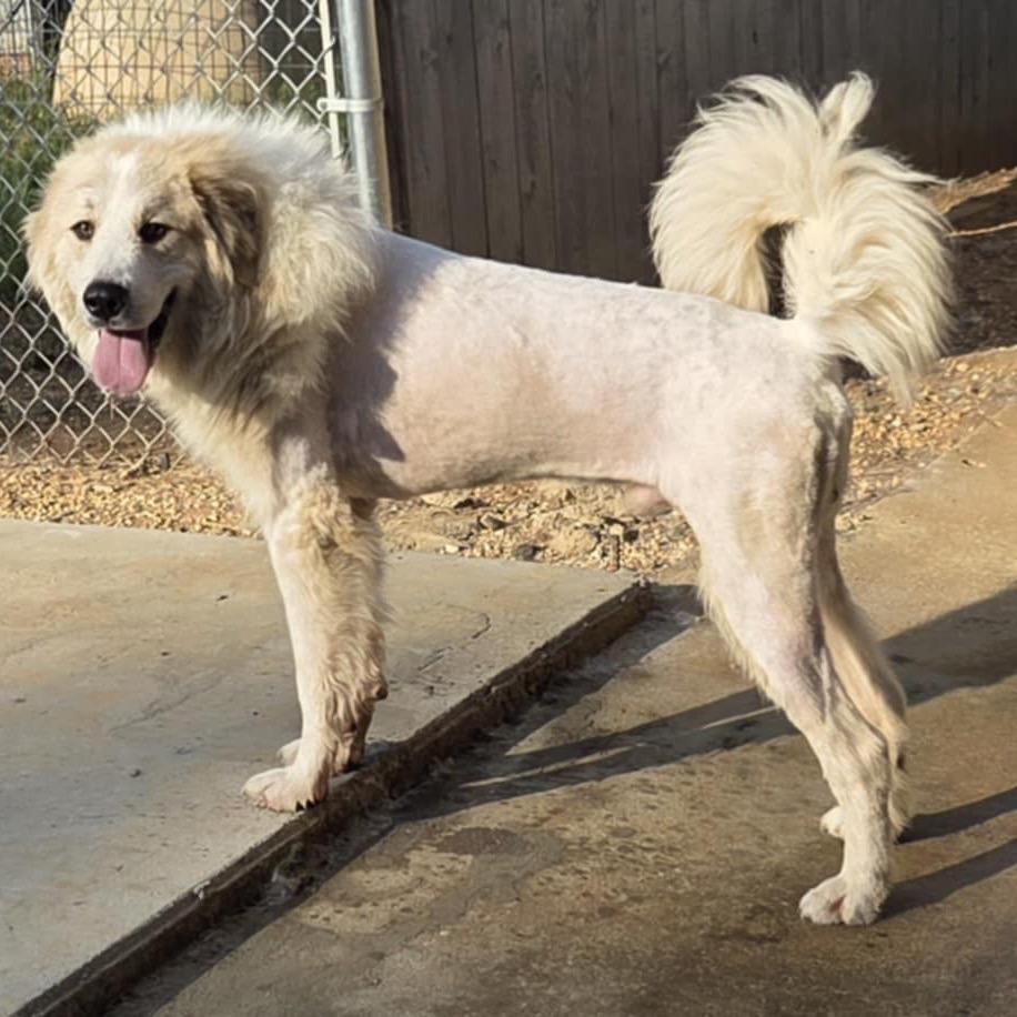 Mufasa — thumbnail 3