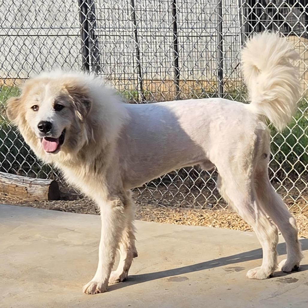 Enlarge Mufasa, a Adoptable mixed breed in Brownsboro, AL image 4/6