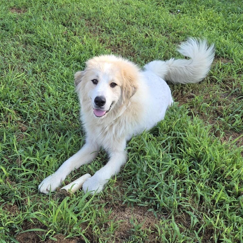 Enlarge Mufasa, a Adoptable mixed breed in Brownsboro, AL image 5/6