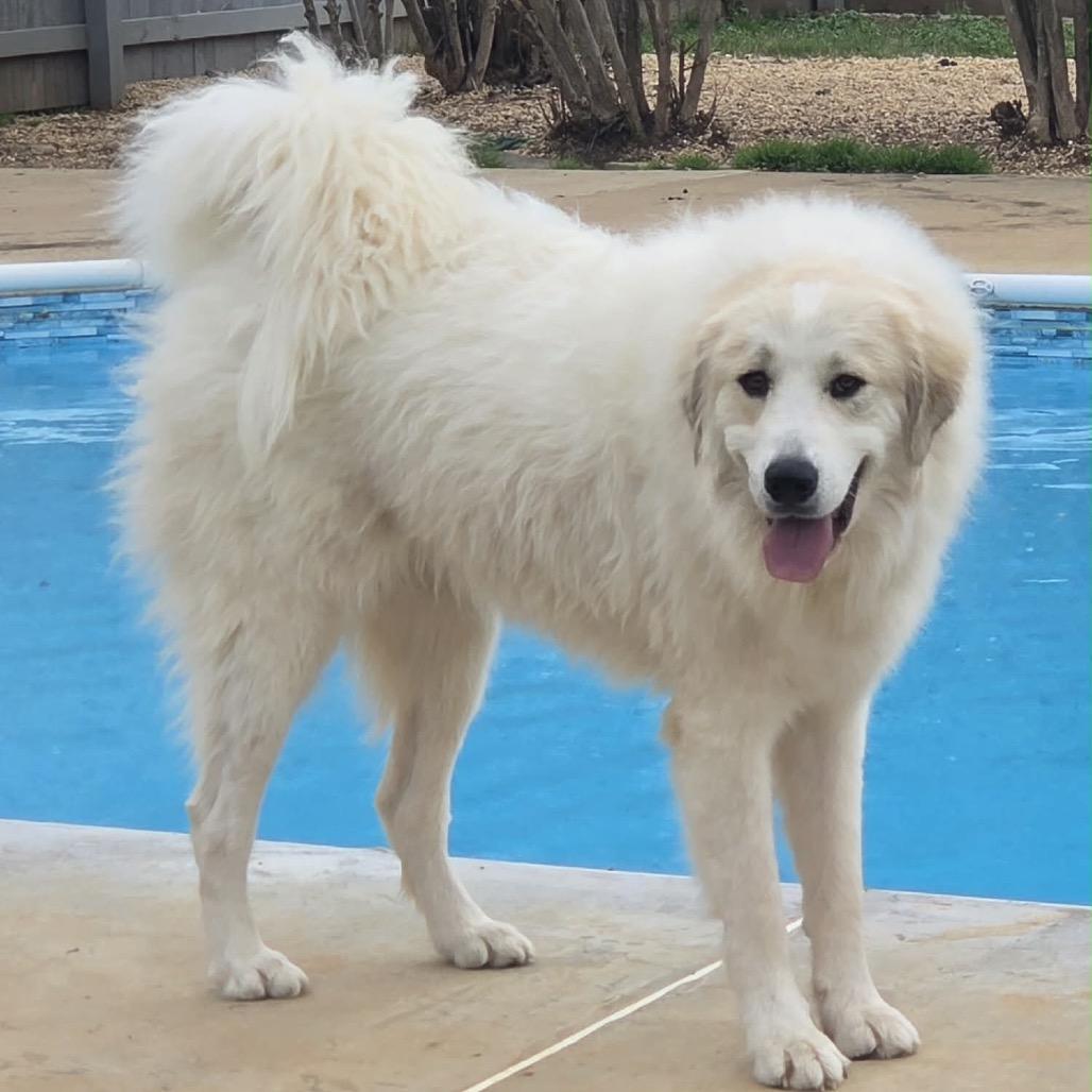 Enlarge Mufasa, a Adoptable mixed breed in Brownsboro, AL image 5/6