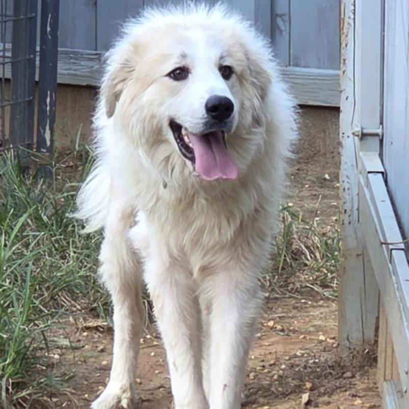 Enlarge Mufasa, a Adoptable mixed breed in Brownsboro, AL image 6/6