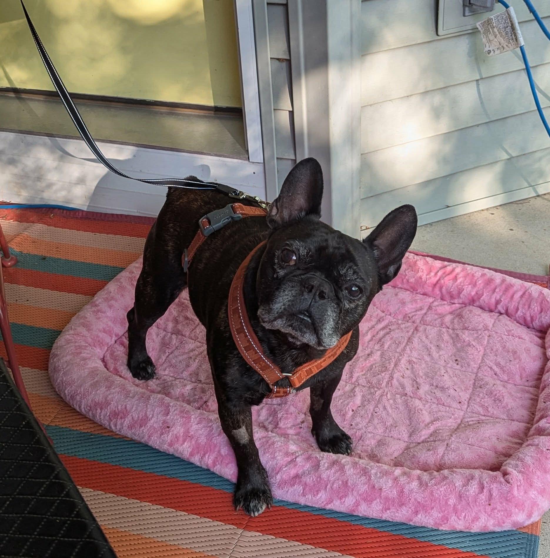Enlarge Rocky, a ADOPTABLE French Bulldog in Green Bay, WI image 4/6