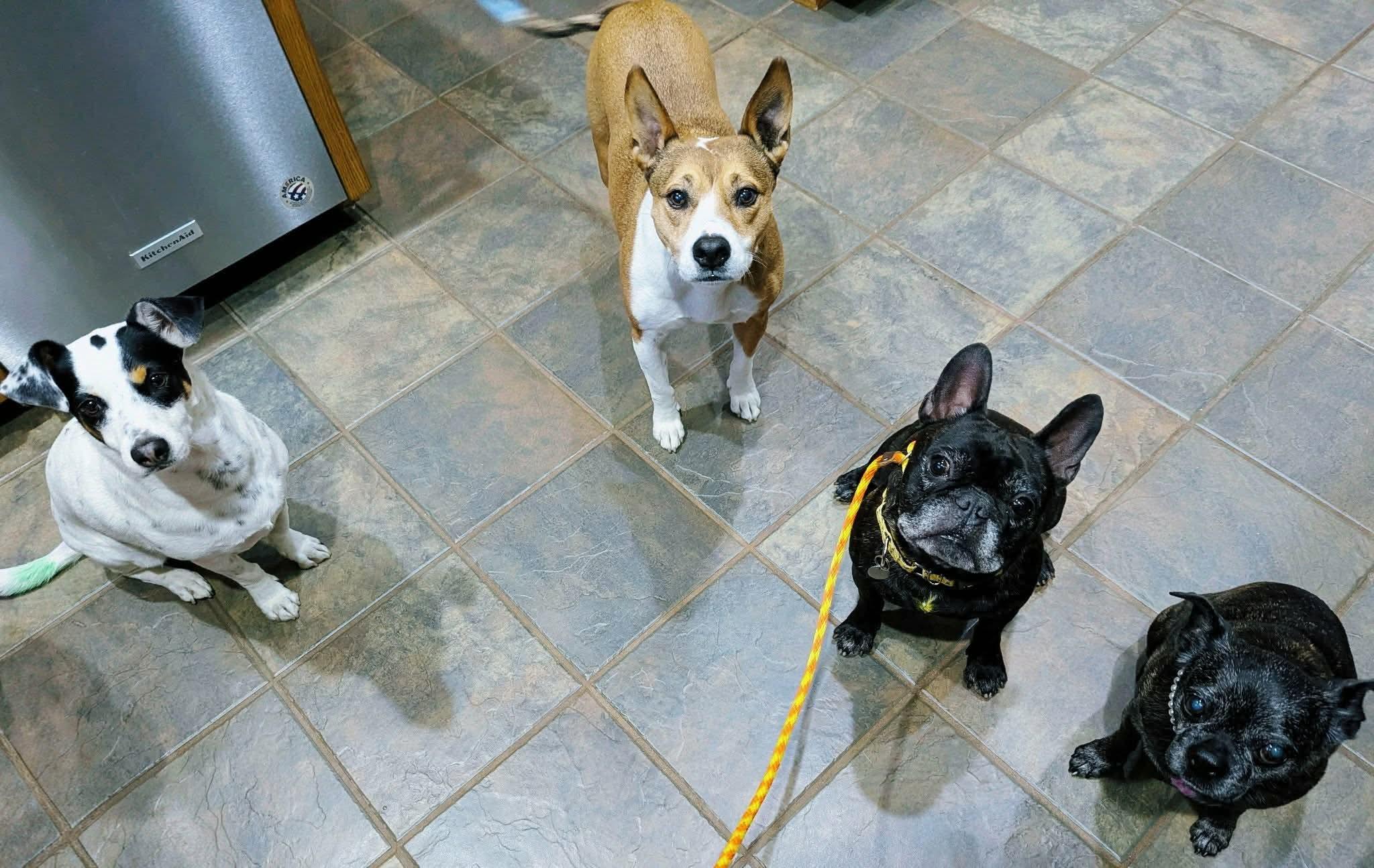 Enlarge Rocky, a ADOPTABLE French Bulldog in Green Bay, WI image 5/6
