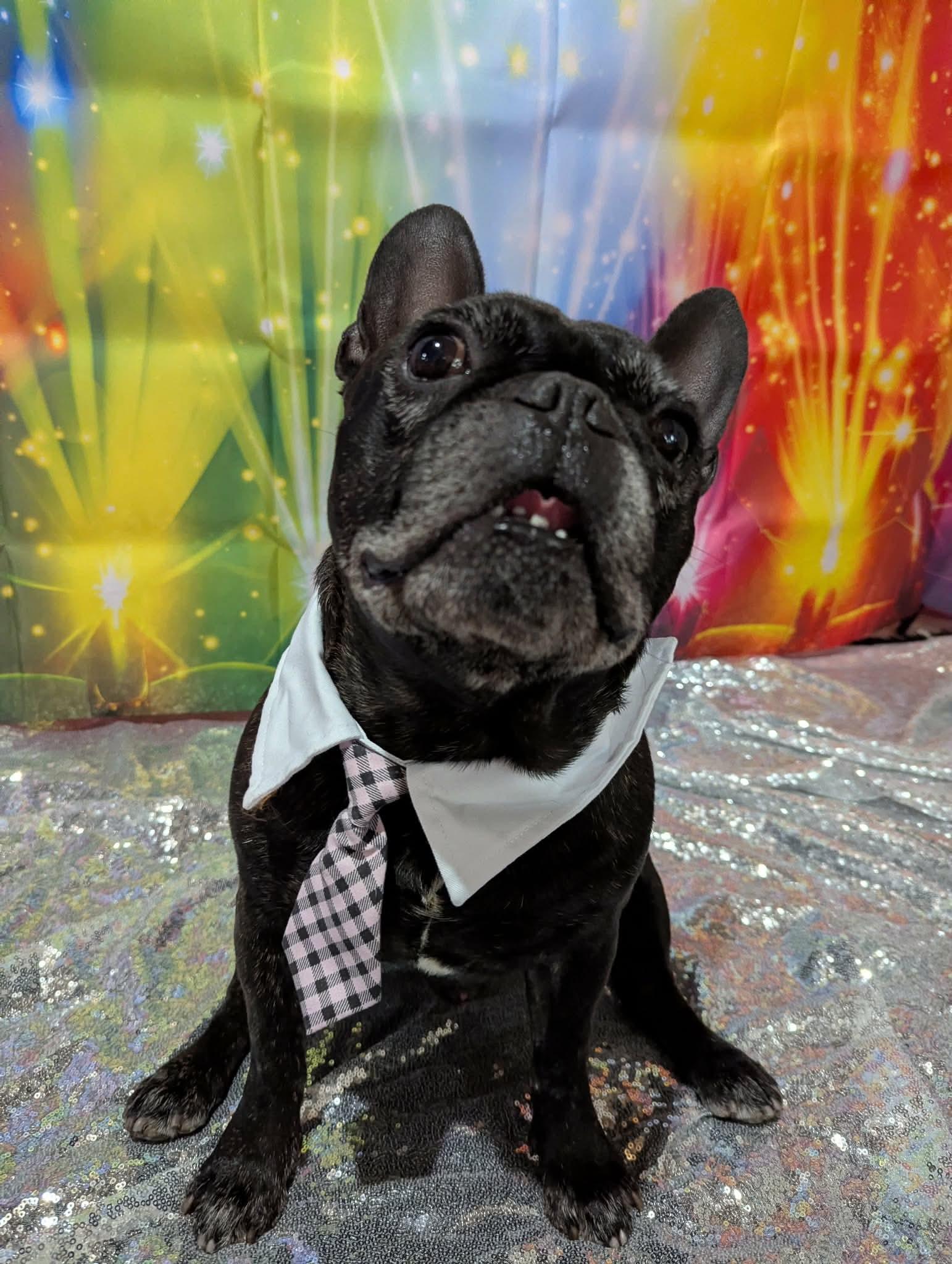 Enlarge Rocky, a ADOPTABLE French Bulldog in Green Bay, WI image 2/6