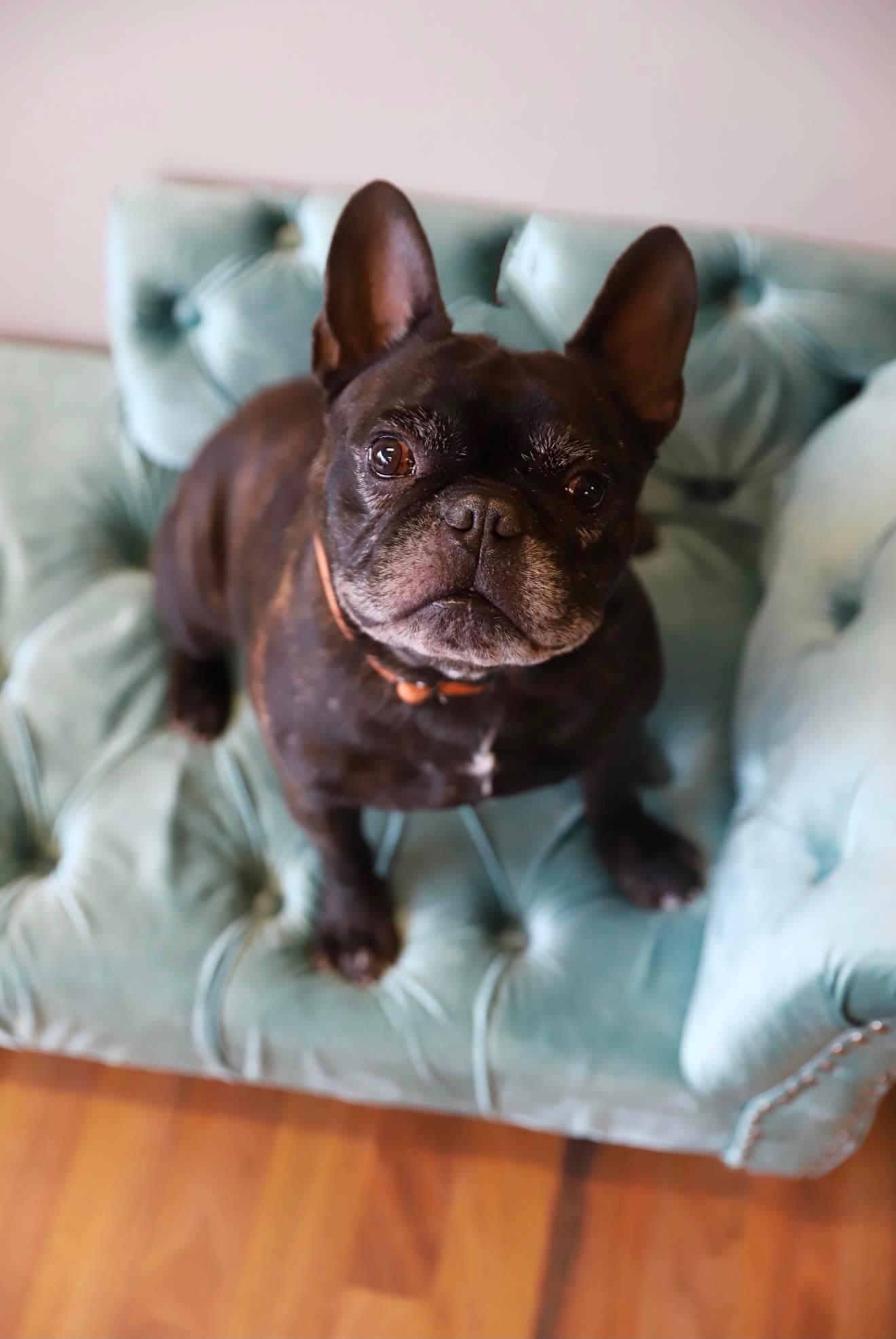Enlarge Rocky, a ADOPTABLE French Bulldog in Green Bay, WI image 6/6