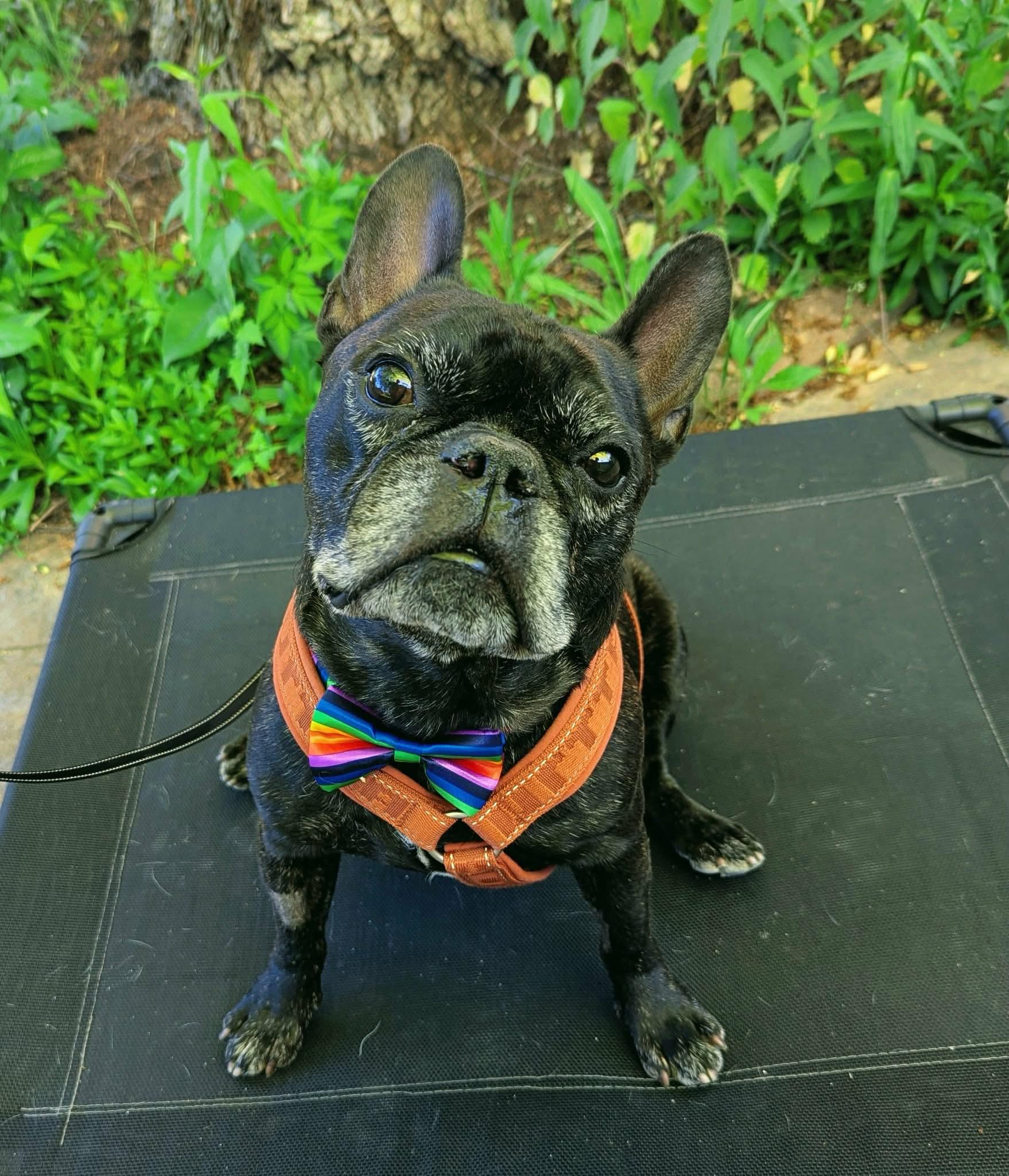 Enlarge Rocky, a ADOPTABLE French Bulldog in Green Bay, WI image 3/6