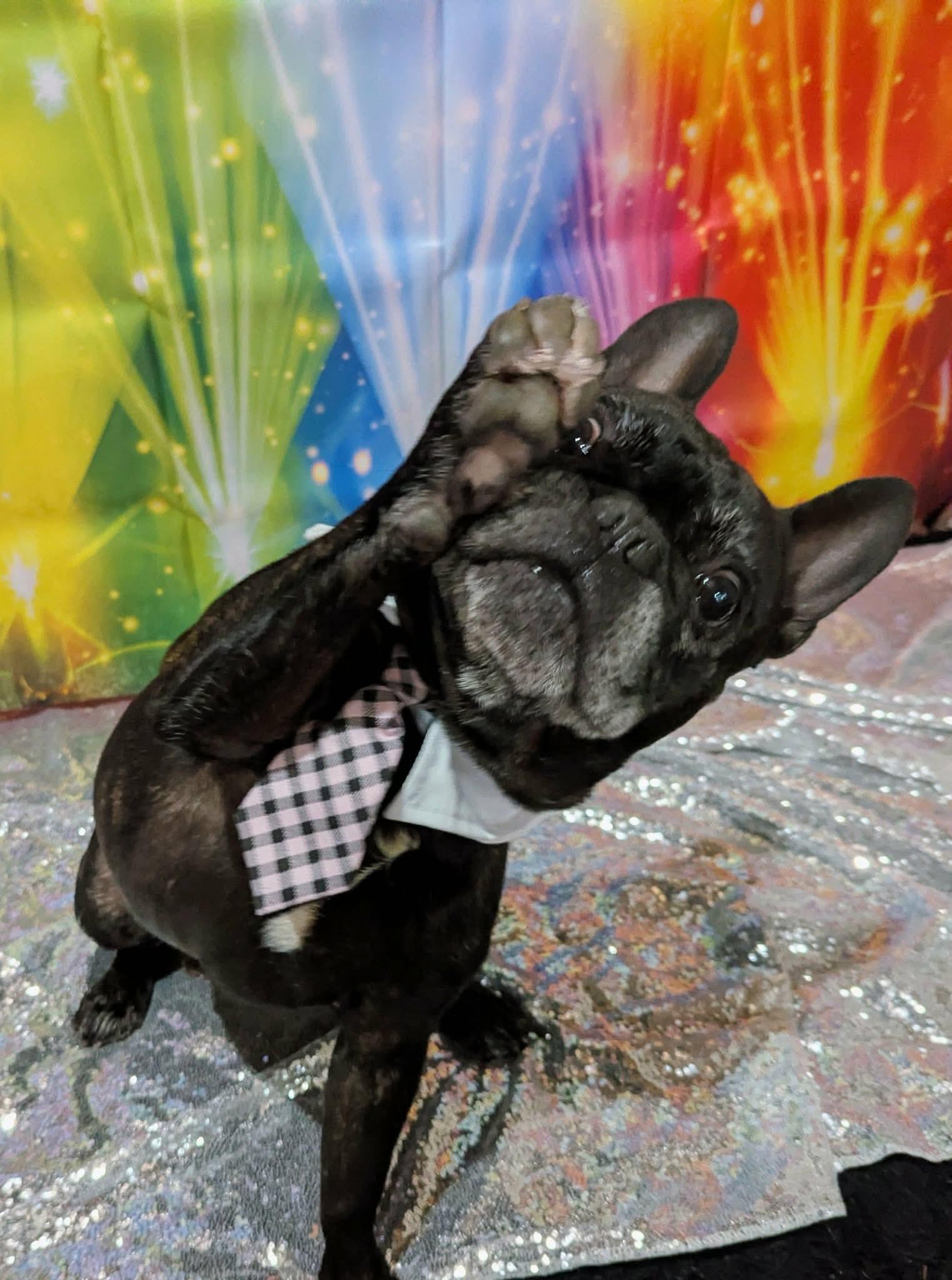 Rocky, ADOPTABLE, Adult Male French Bulldog.