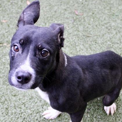 Arlo, Adoptable, Adult Male Mixed Breed & Mixed Breed.