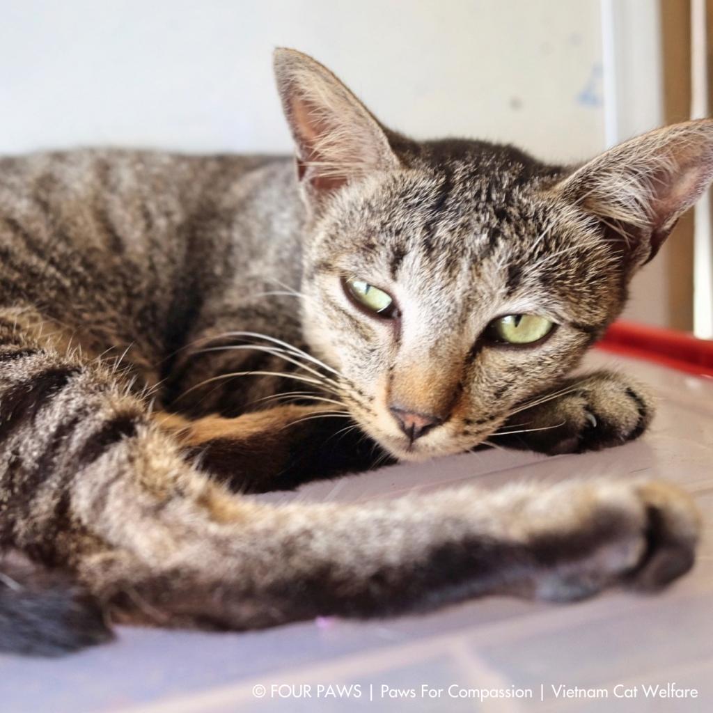 Enlarge Lion, a Adoptable Exotic Shorthair in Los Angeles, CA image 1/6