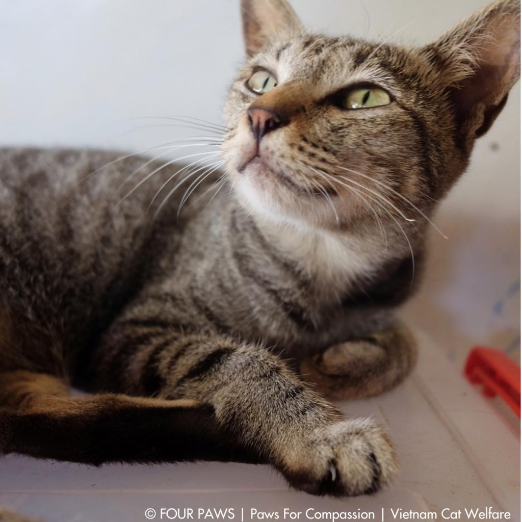 Enlarge Lion, a Adoptable Exotic Shorthair in Los Angeles, CA image 2/6