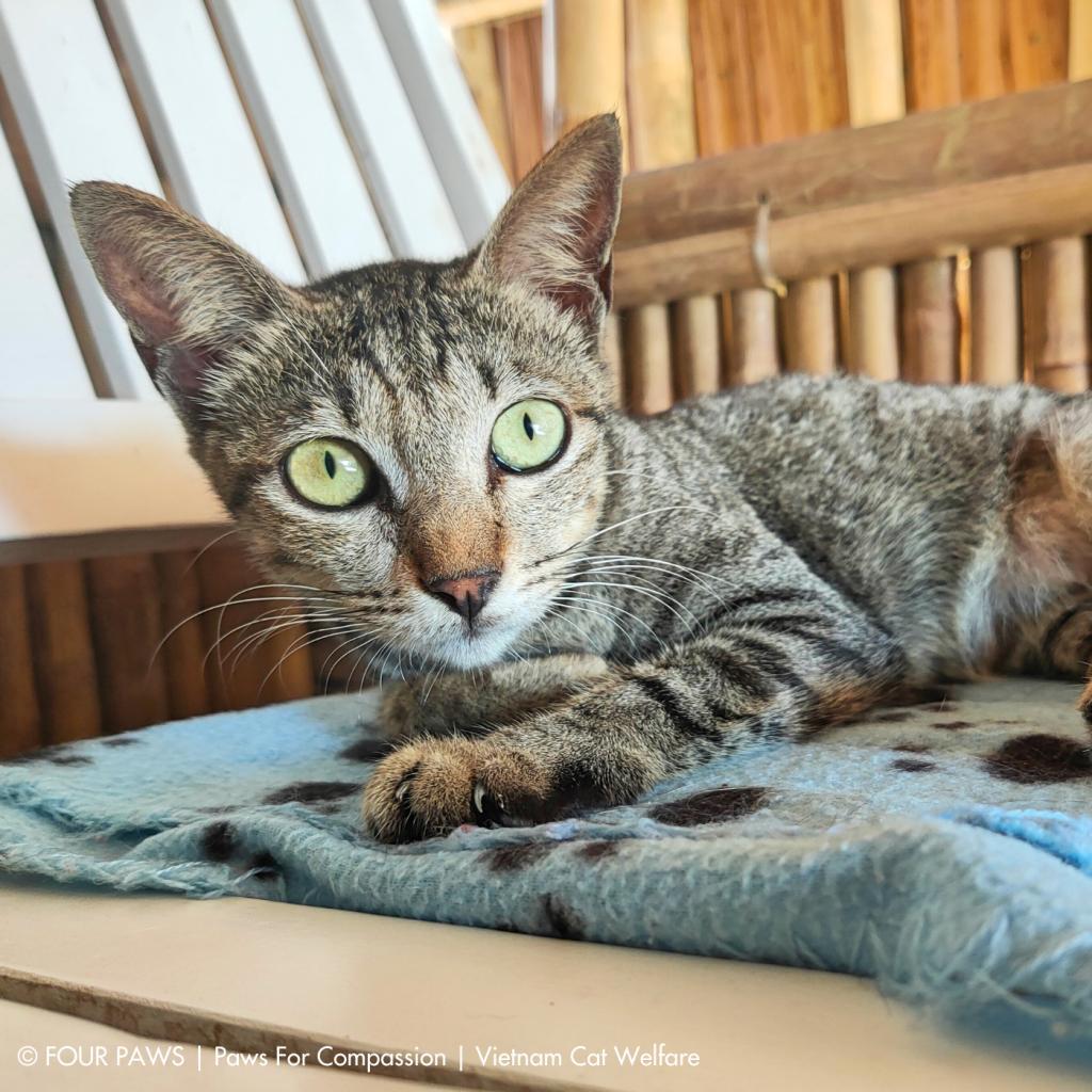 Enlarge Lion, a Adoptable Exotic Shorthair in Los Angeles, CA image 3/6