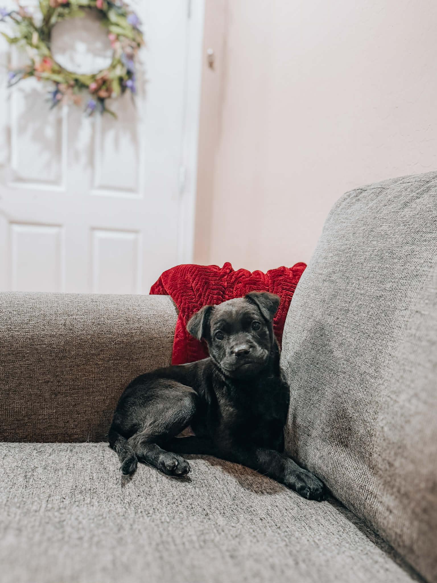 Dexter, ADOPTABLE, Puppy Male Black Labrador Retriever.