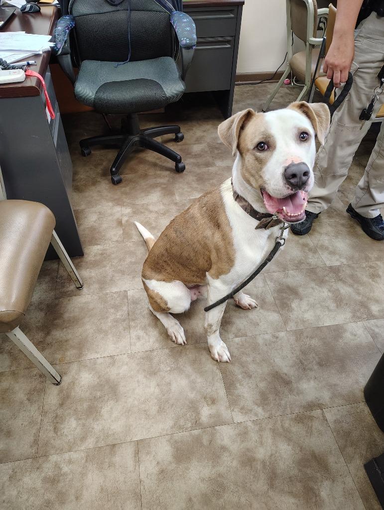 Enlarge Tiny, a Adoptable mixed breed in Springfield, OH image 1/1