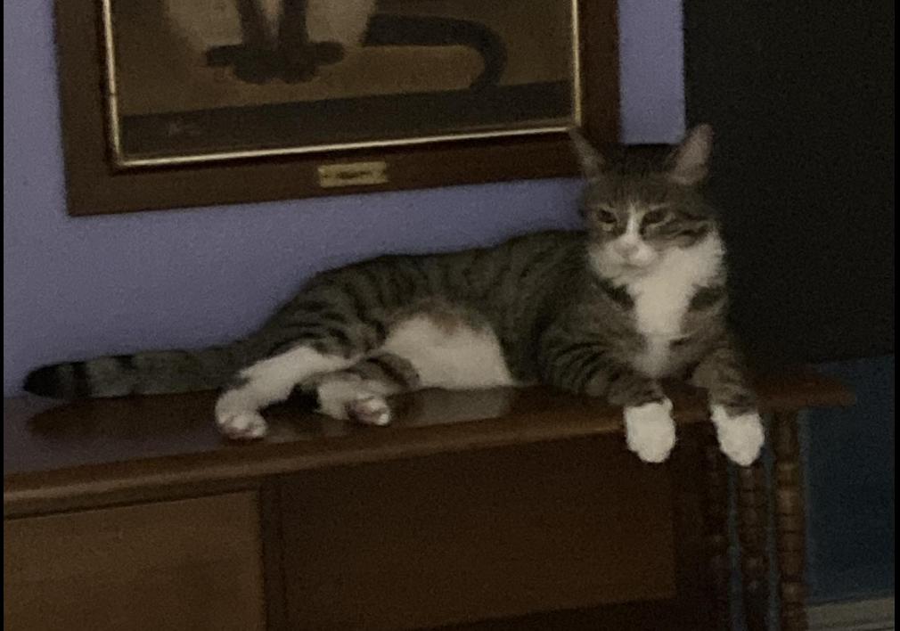 Bruno, ADOPTABLE, Adult Male Domestic Short Hair.