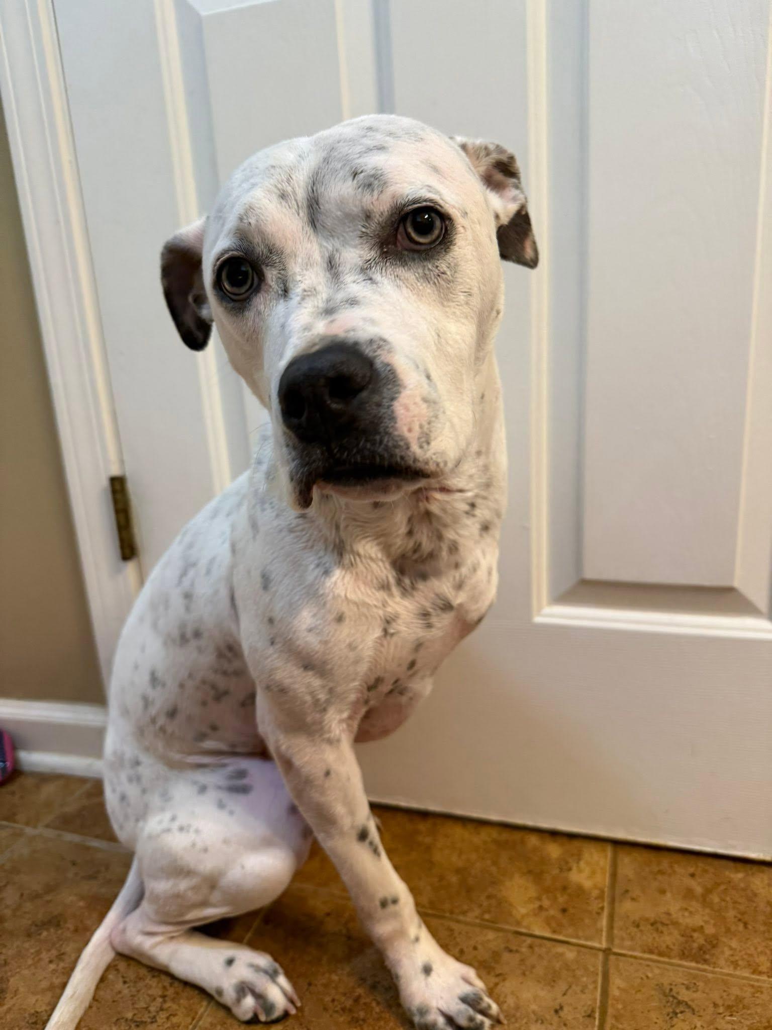 Susie, Adoptable, Young Female Terrier.
