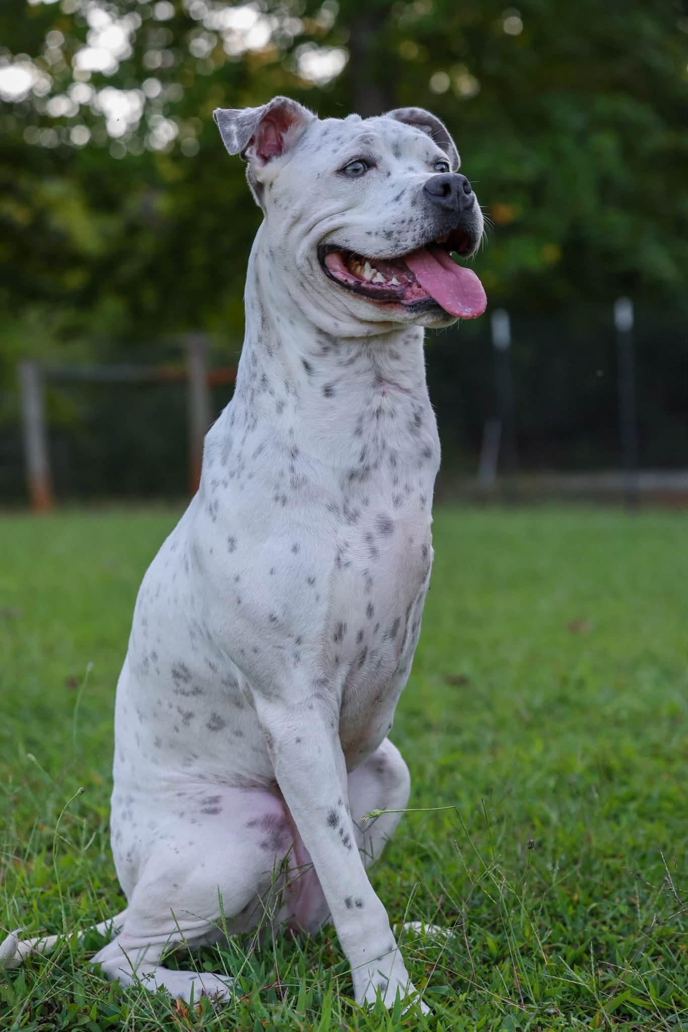 Enlarge Susie, a Adoptable Terrier in Greenville, SC image 1/3